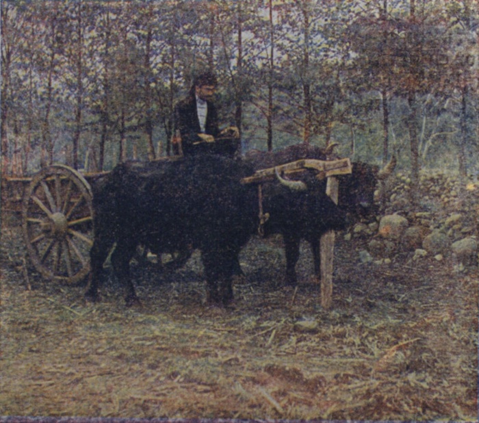 Turk riding ox and buffalo